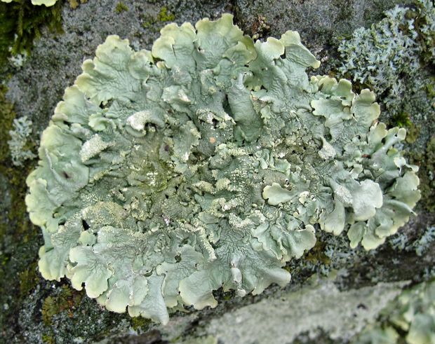 diskovka kučeravá Flavoparmelia caperata (L.) Hale