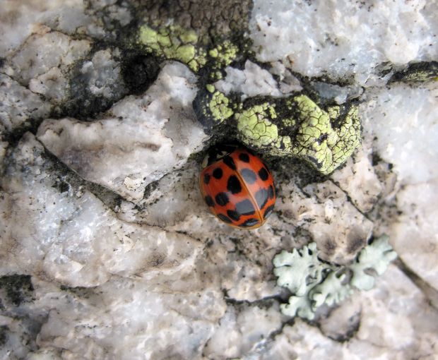 lienka / slúnéčko východní Harmonia axyridis var. novemdecimsignata Faldermann