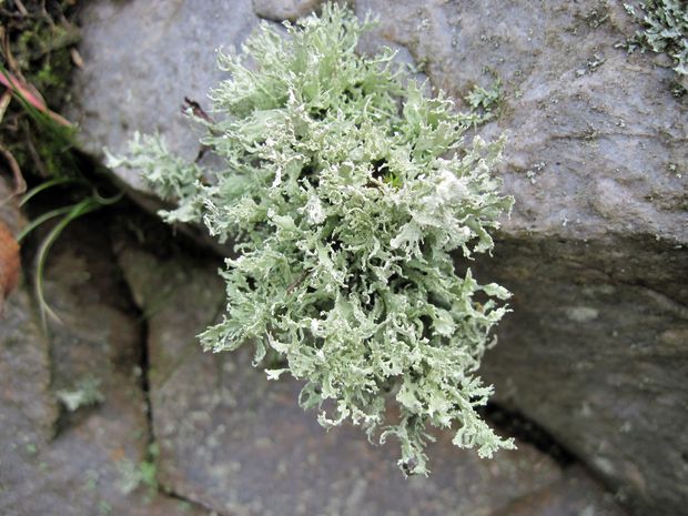 stužkovec hlávkatý Ramalina capitata (Ach.) Nyl.