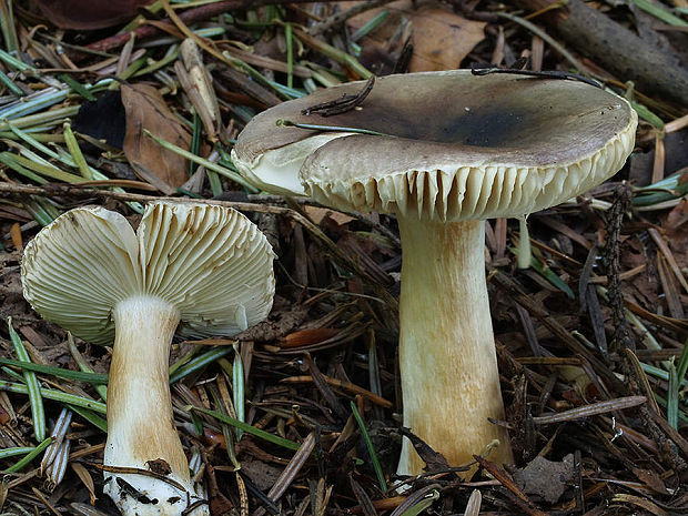 plávka Russula sp.