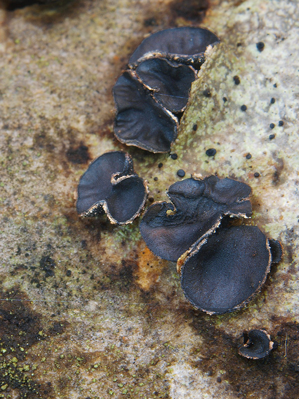 dutinovka lužná Sclerencoelia fascicularis (Alb. & Schwein.) P. Karst.