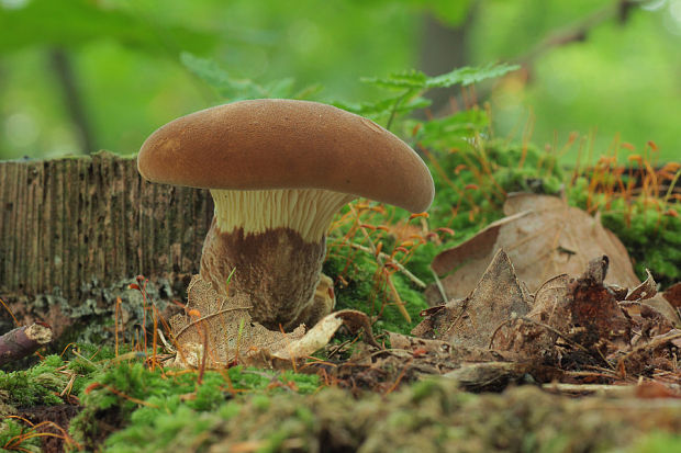 čechračka tmavohlúbiková Tapinella atrotomentosa (Batsch) Šutara