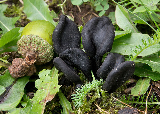 pajazýček Trichoglossum sp.