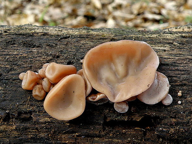 uchovec bazový Auricularia auricula-judae (Bull.) Quél.