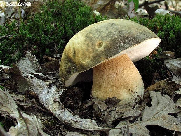 hríb bronzový Boletus aereus Bull. ex Fr.