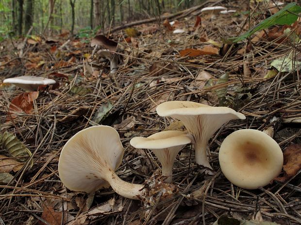 strmuľka lievikovitá Clitocybe gibba (Pers.) P. Kumm.