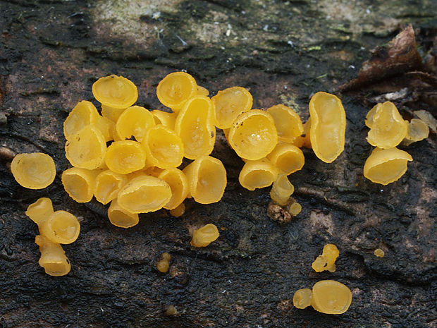 trasľavka pohárikovitá Guepiniopsis buccina (Pers.) L.L. Kenn.