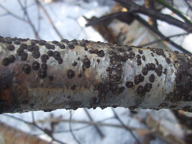 rozelínia Rosellinia sp.