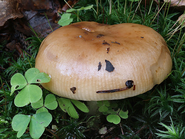 plávka smradľavá Russula cf. foetens Pers.