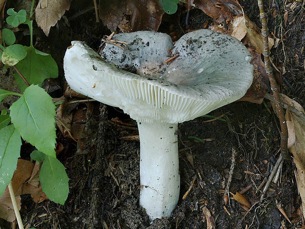 plávka modrastá Russula cyanoxantha (Schaeff.) Fr.