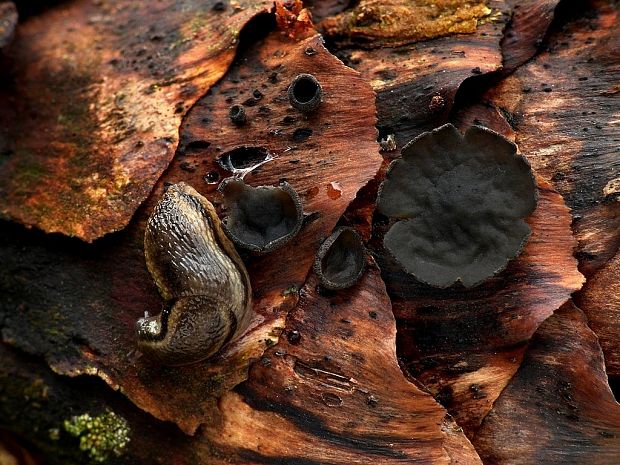 jahňadka smreková Rutstroemia bulgarioides (P. Karst.) P. Karst.