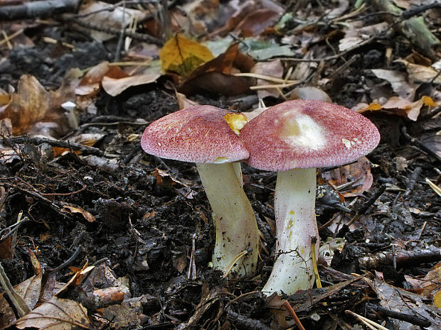 čírovec červenožltý Tricholomopsis rutilans (Schaeff.) Singer