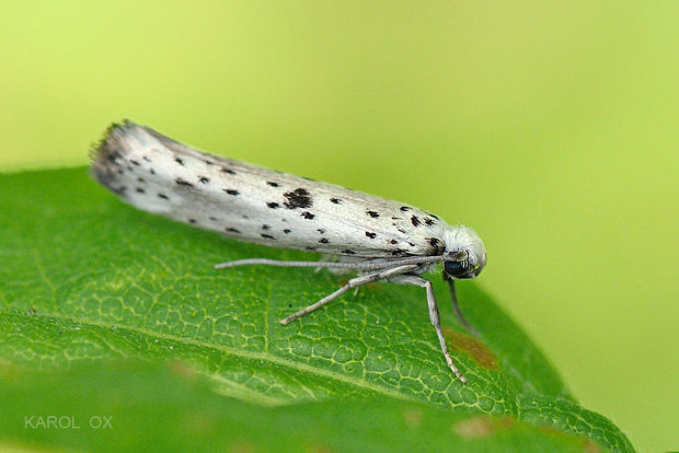 priadzovec bršlenový Yponomeuta plumbella