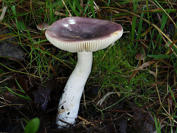 plávka russula sp.