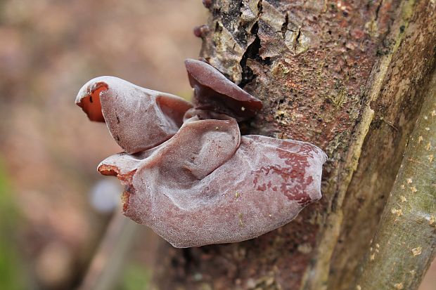 uchovec bazový Auricularia auricula-judae (Bull.) Quél.