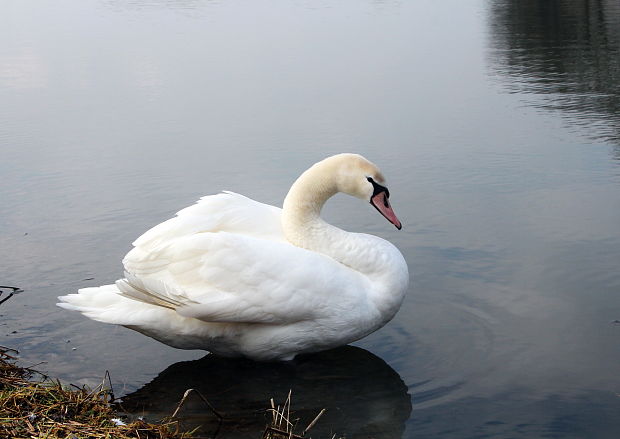 labuť hrbozobá Cygnus olor