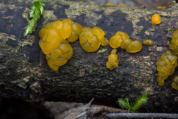 slzovec Dacrymyces sp.