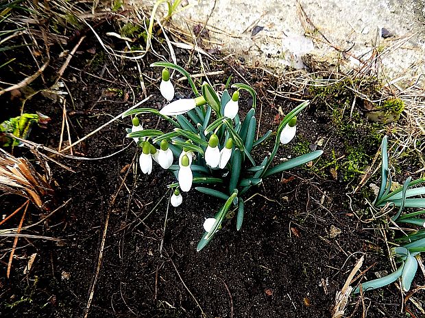 snežienka jarná Galanthus nivalis L.