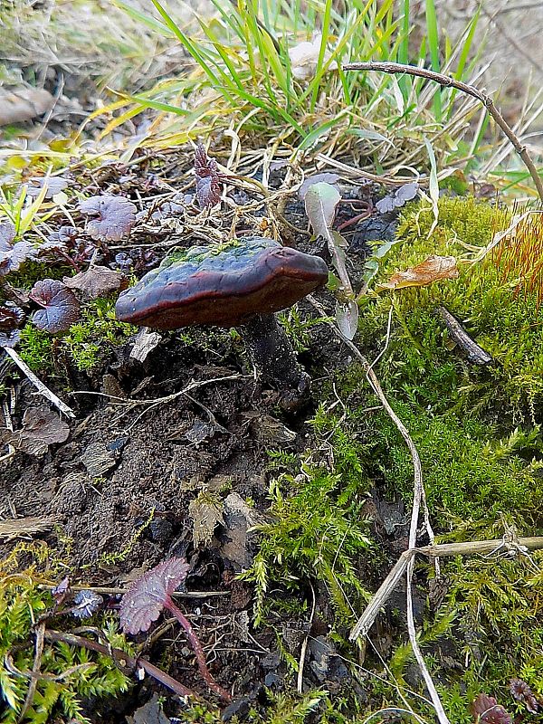 lesklokôrovka Ganoderma sp.