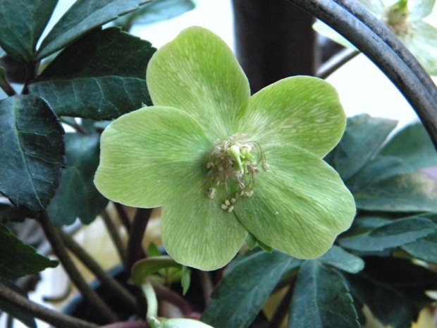 čemerica čierna Helleborus niger L.