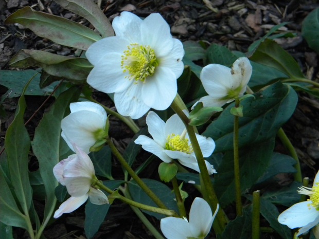 čemerica čierna Helleborus niger L.