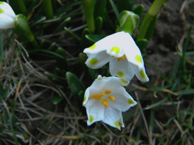 bleduľa jarná karpatská Leucojum vernum subsp. carpaticum (Spring) O. Schwarz