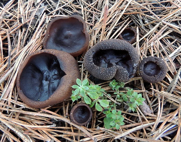 riasnatka Plicaria endocarpoides (Berk.) Rifai