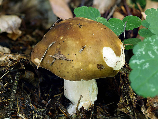 plávka Russula sp.