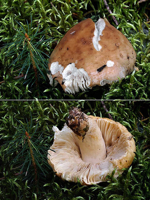 plávka Russula sp.