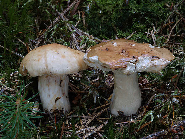 plávka žlčová Russula sp.