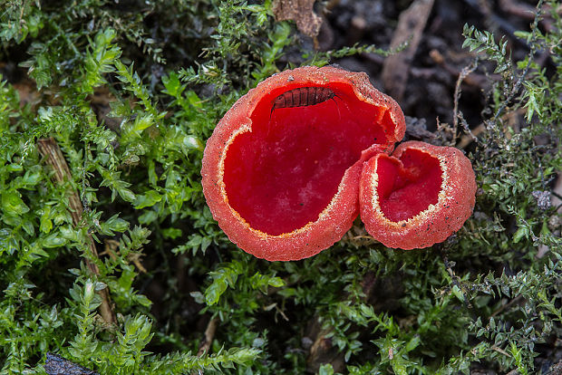 ohnivec rakúsky Sarcoscypha cf. austriaca (Beck ex Sacc.) Boud.