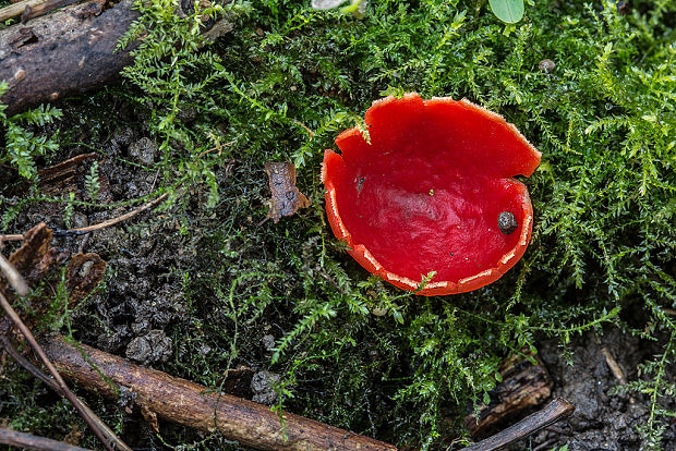 ohnivec šarlátový Sarcoscypha cf. coccinea (Gray) Boud.