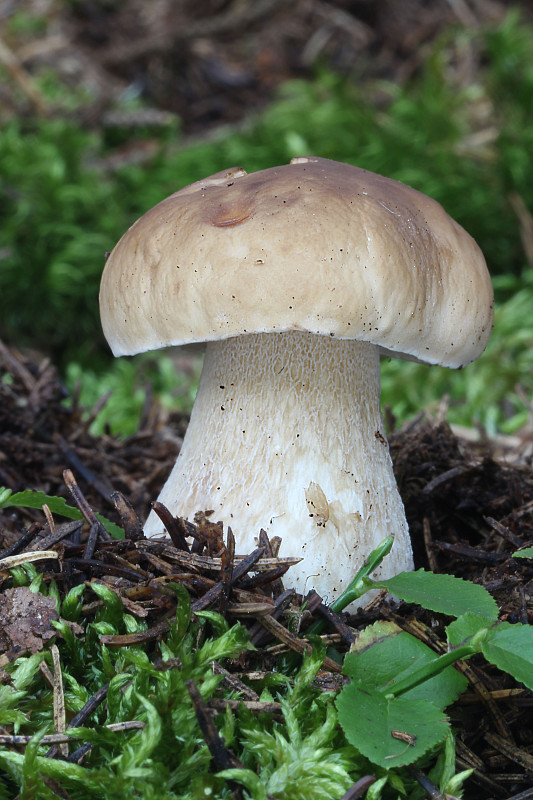 hríb smrekový Boletus edulis Bull.