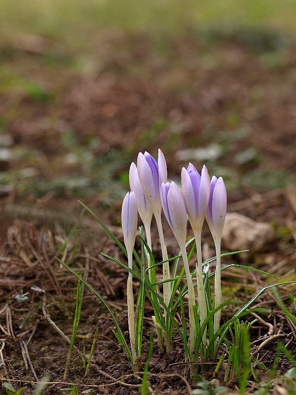 šafran Crocus sp.