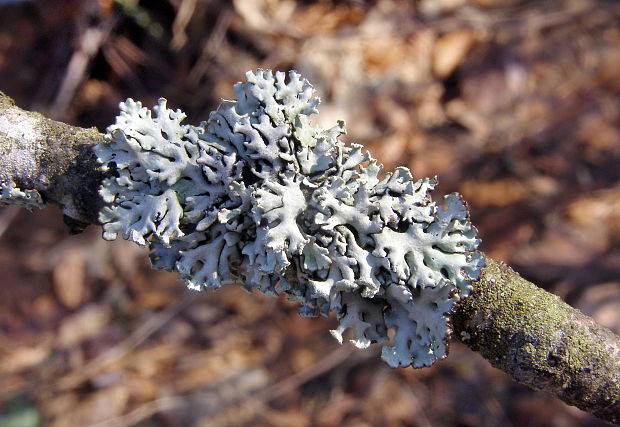 diskovka bublinatá Hypogymnia physodes  (L.) Nyl.