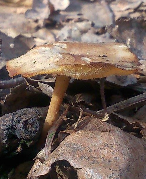 trúdnik zimný Lentinus brumalis (Pers.) Zmitr.