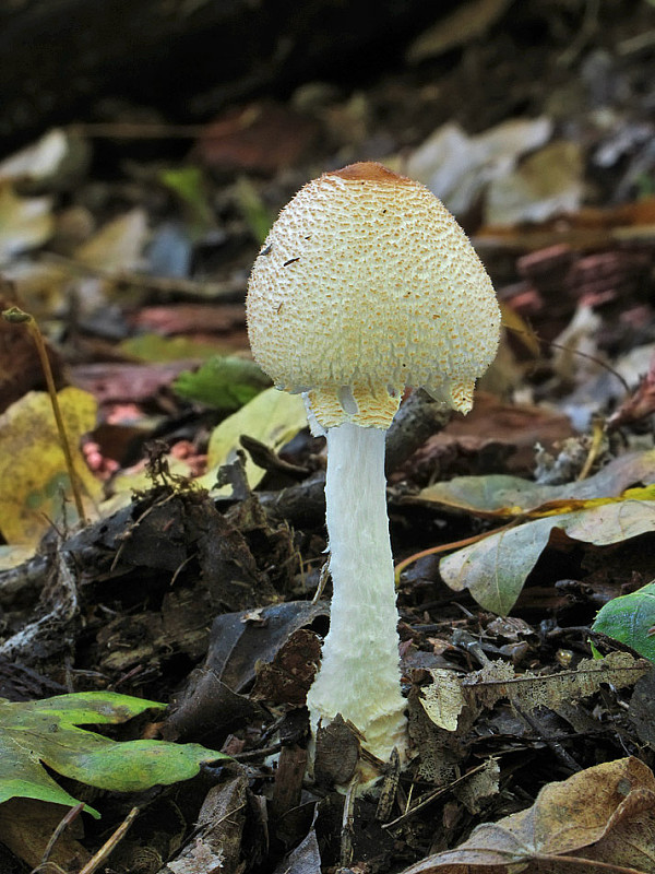 bedlička Lepiota sp.