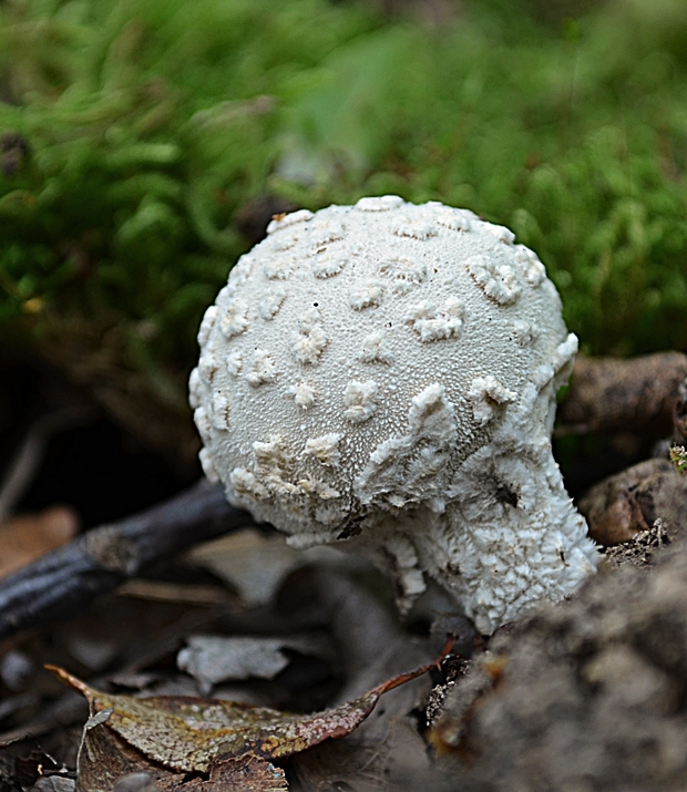 prášnica závojová Lycoperdon mammiforme Pers.