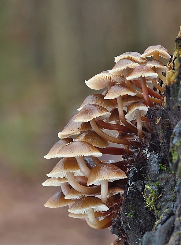 prilbička hnedosivá Mycena tintinnabulum (Paulet) Quél.