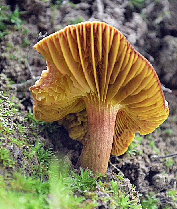 lupeňopórovec červenožltý Phylloporus rhodoxanthus (Schwein.) Bres.