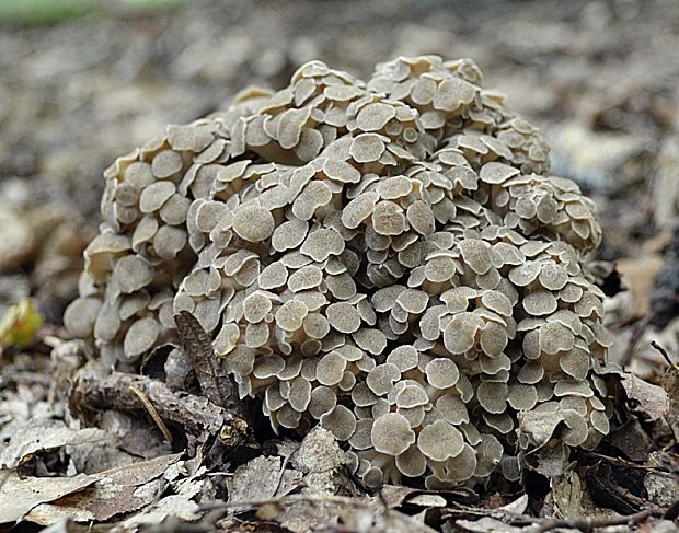 trúdnik klobúčkatý Polyporus umbellatus (Pers.) Fr.