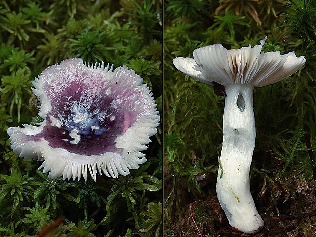 plávka Russula sp.