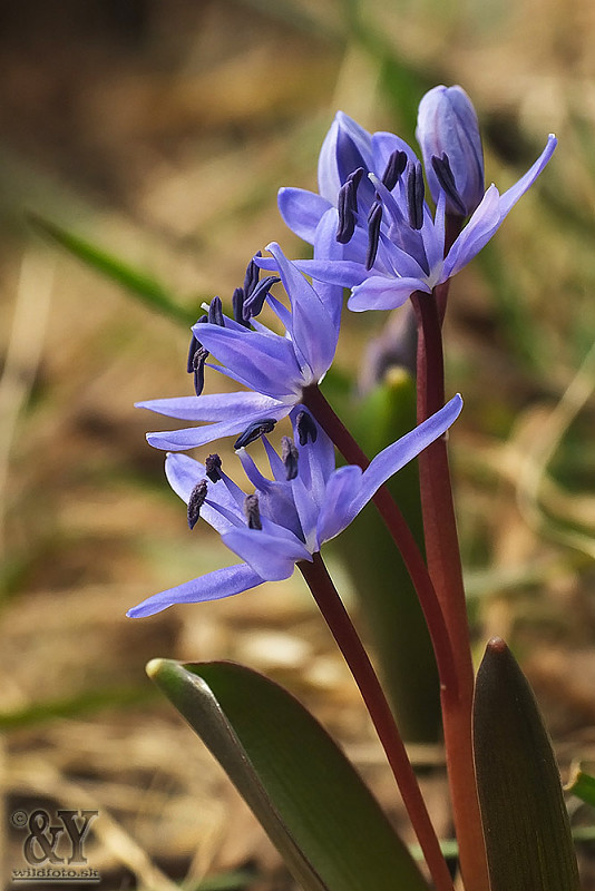 scila Scilla sp.