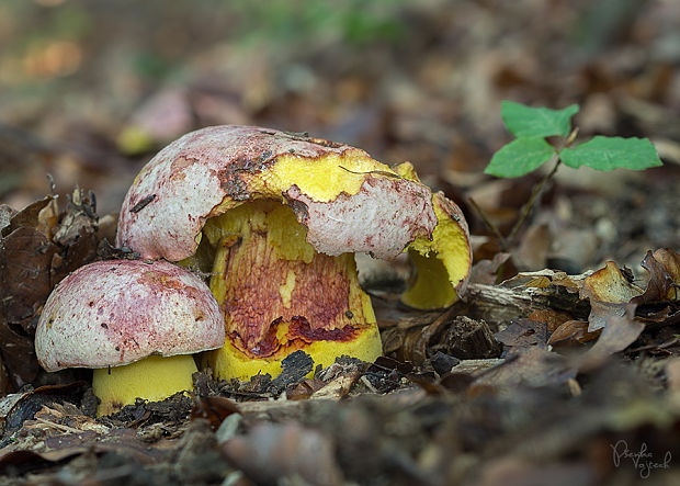 hríb kráľovský Butyriboletus regius (Krombh.) D. Arora & J.L. Frank