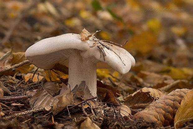 strmuľka inovaťová Clitocybe nebularis (Batsch) P. Kumm.