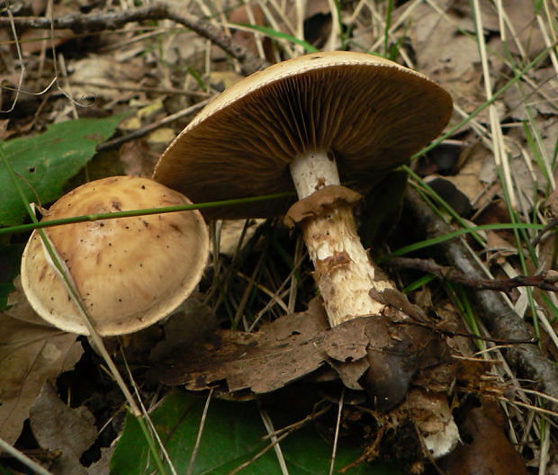 pavučinovec Cortinarius sp.