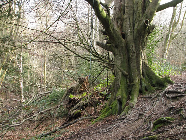 starý buk Fagus sylvatica L.