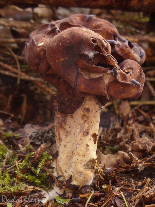 ušiak mitrovitý Gyromitra infula (Schaeff.) Quél.