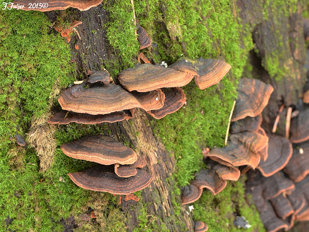 kožnačka hrdzavohnedá Hymenochaete rubiginosa (Dicks.) Lév.