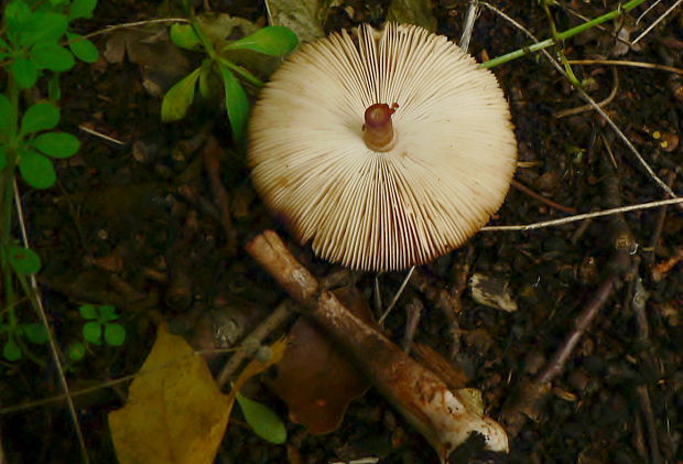 bedlica Badhamova Leucocoprinus badhamii (Berk. & Broome) Locq.